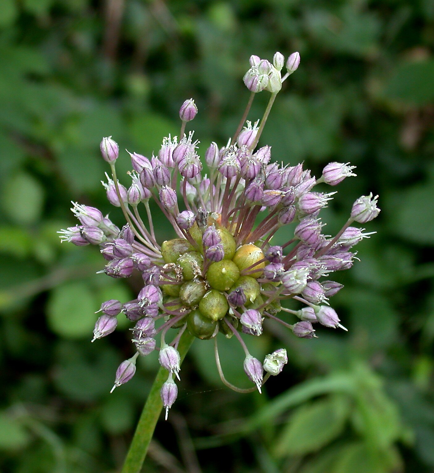 Babington's leek med bulbiller och blommor